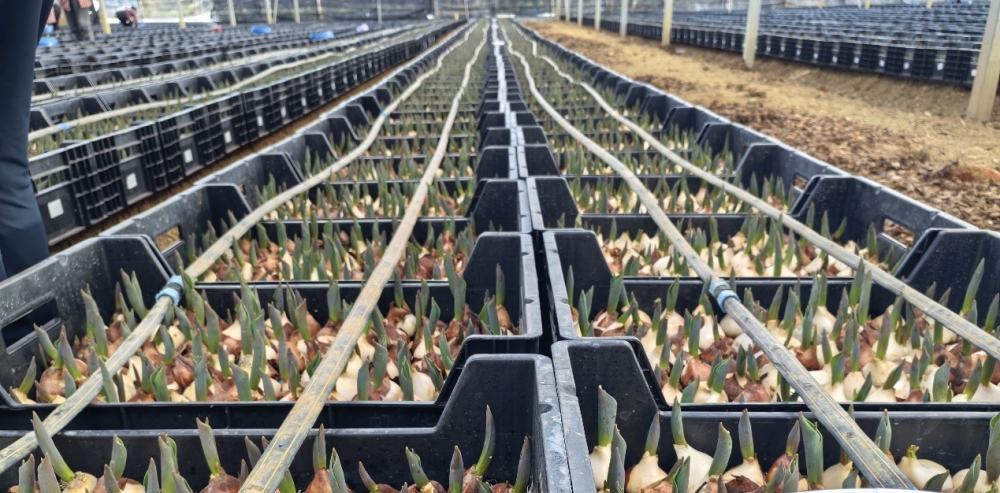 荷兰郁金香种球到港 繁育季开启 预计销量6000万枝 价格低四成